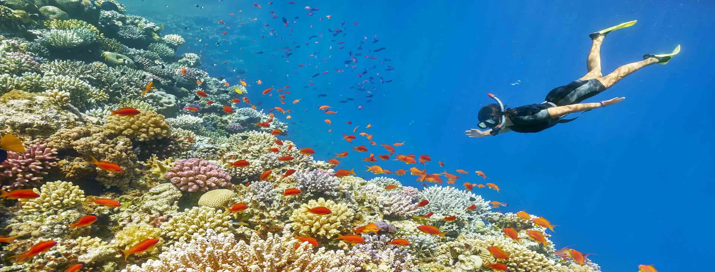 Image for Snorkeling in Moheli Marine Park